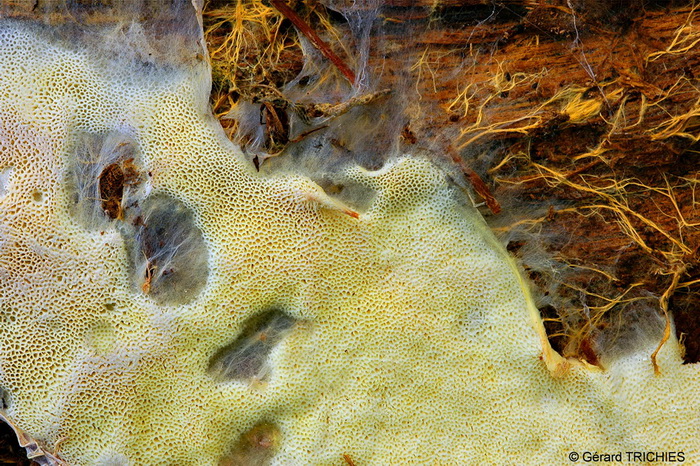 Crosta vellutata - foto 2140 (Tomentella bryophila)